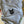 Load image into Gallery viewer, Youth Black Cat T-Shirt