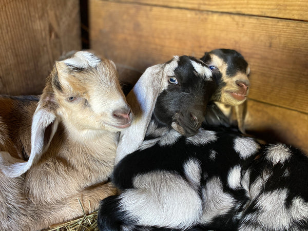 Sunnyfield Goat Milk Soap